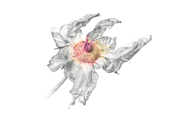 Fascinator Paeonia lactiflora 