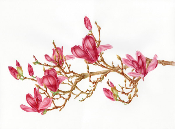 Magnolia x soulangeana by John Pastoriza-Piñol
