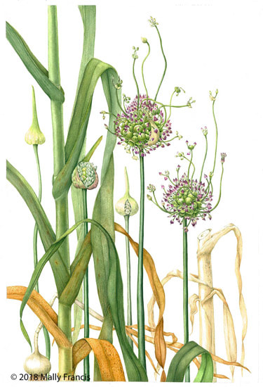 Allium ampeloprasum var. babingtonii Babington's Leek by Mally Francis