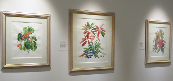 Peanut Tree, Blue Quandong and Swamp Bloodwood - watercolour pintings by Margaret Ann Saul