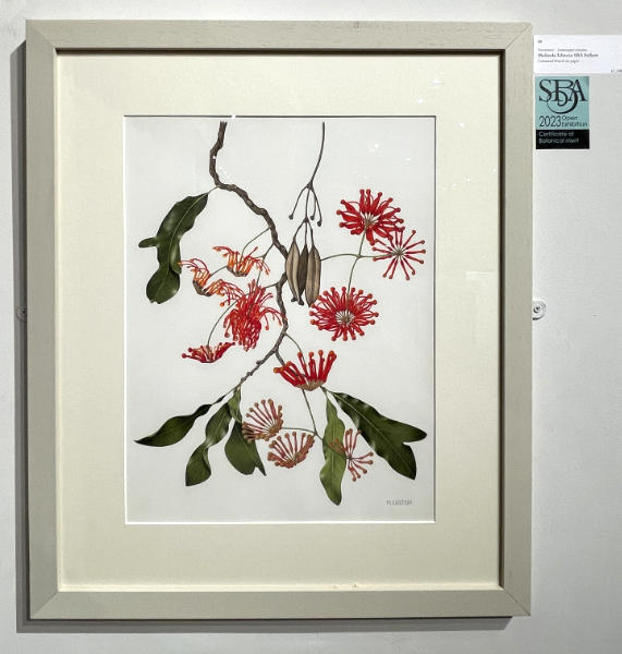 Firewheel (Strenocarpus sinuatus) by Melinda Edstein