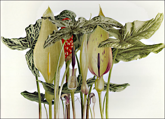 rum lilies - signed Pandora Sellars 1996 (Shirley Sherwood Collection - commissioned 1995) 