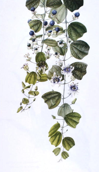 Passiflora helleri by Lizzie Sanders - exhibited at the 11th International Exhibition of Botanical Art and Illustration at the Hunt Institute of Botanical Documentation