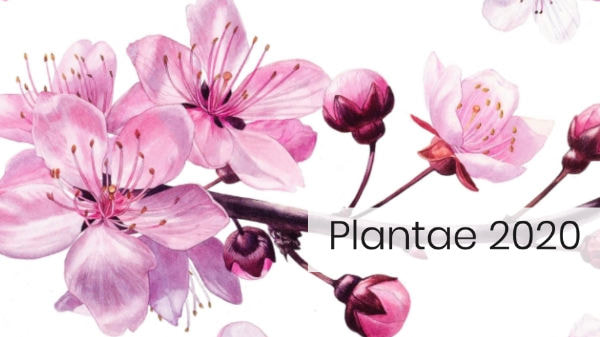 Plantae 2020 - annual exhibition of the Society of Botanical Artists