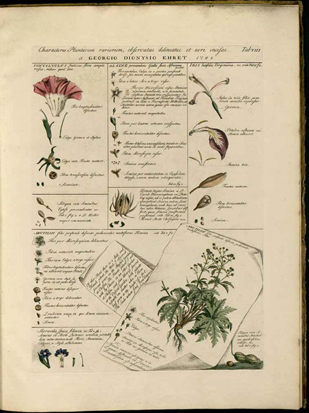 Georg Ehret Plantae et Papiliones Rariores