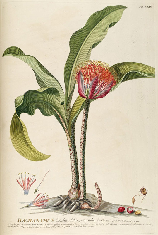 Ehret - Illustration: Tab. XLIV: Haemanthus Colchici foliis, periantheo herbaceo - from Plantae Selectae