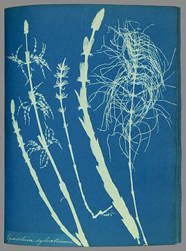 TASCHEN Books: Anna Atkins. Cyanotypes