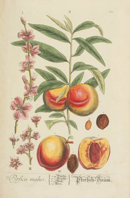 Perfica Malus (The Peach Tree) - Plate 101