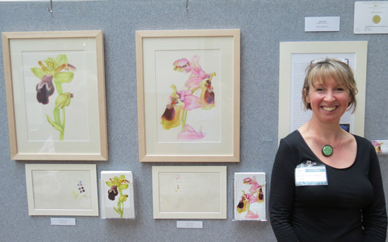 Louise Lane and her RHS Gold Medal Winning watercolour paintings and sketches of Menorcan Orphrys