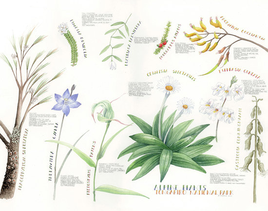 Alpine Plants of Tongariro National Park Copyright Sandra Morris