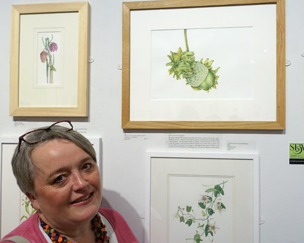 Sarah Morrish with her watercolour painting of a Knopper Gall on Acorns caused by Andricus quercuscalicis – Gall Wasp