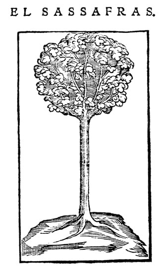 Probably the first illustration of Sassafras albidum