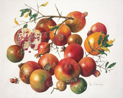 Pomegranates Punica granatum by Ann Schweizer (1930-2014) | Shirley Sherwood Collection