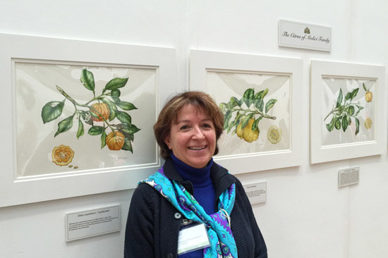 Simonetta Occhipinti GM with part of her Gold Medal winning exhibit of The Citrus of the Medici Family