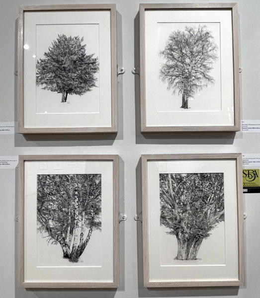 Series of trees in pen and ink by Pamela Taylor
