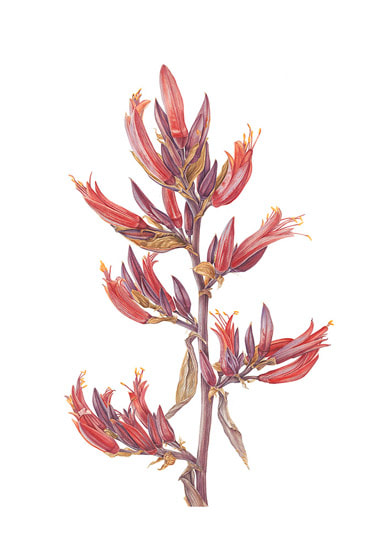 Phormium tenax, New Zealand Flax, ‘Harakeke’, ‘Kōrari’ by Suzy Abbott