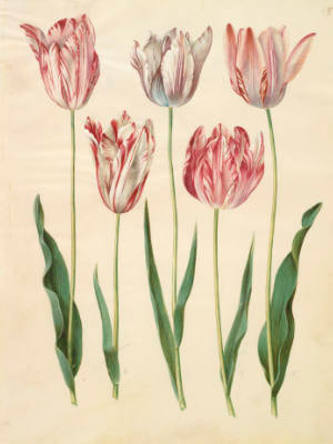 'Fritillaria imperialis' by Hans-Simon Holtzbecker, gouache on vellum from the Gottofer Codex